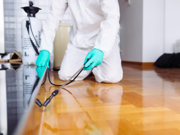 Know, How Often You Must Pest Control Your Home