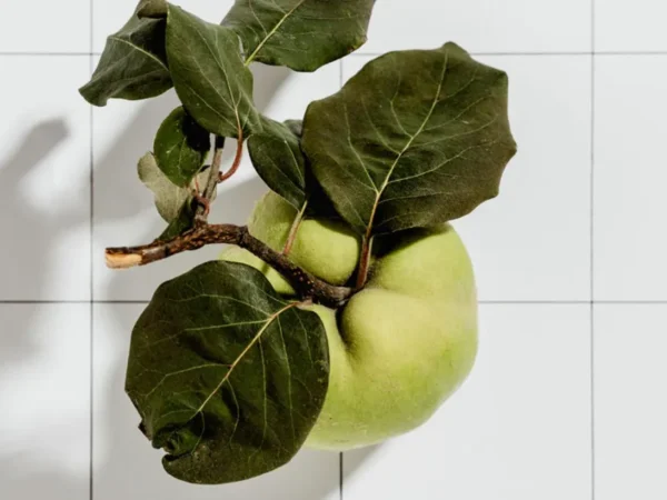4 Reasons Why Choosing to Buy Quince Tree is a Good Idea