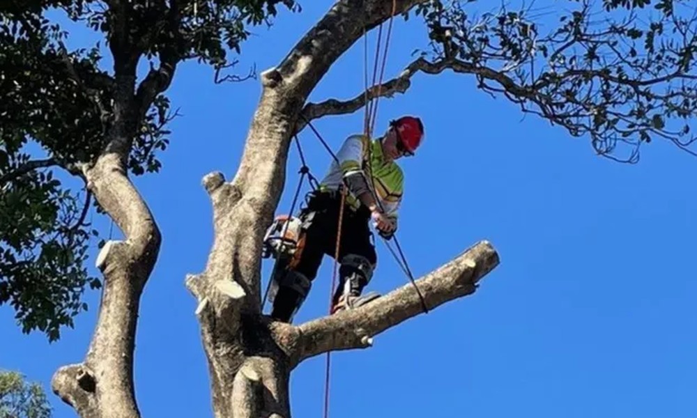 Why Hiring Professional Tree Loppers in Gold Coast Makes All the ...